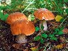 Размножаются грибы спорами, находящимися на внутренней стороне их шляпок.