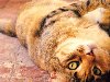 Скачать оригинал: Толстый кот с большими глазами - 2560x1600