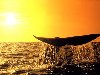 Фотография Хвост кита на фоне заката, закат, киты, море, оранжевое, солнце ...