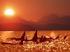 Ключевые слова (тэги): закат киты море оранжевое солнце стадо