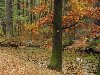 Анимированные обои - Осень. Опадающие листья в этом осеннем лесу создают ...