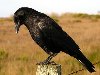 Американский ворон (Corvus brachyrhynchos). Признаки: Размеры взрослой птицы ...