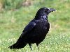 Черная ворона (Corvus corone), фото виды птиц. Черная ворона (Corvus corone)