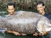 Самые большие рыбы пойманые человеком (31 фото)