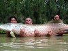 Арапайма (Arapaima gigas) - одна из самых крупных пресноводных рыб