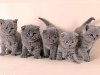Фото серых котят - Кошки