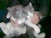Ярославского 19, во 2 подъезде находятся 3 маленьких серых котенка.
