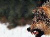 Потомство волков и диких собак угрожает фауне Крыма