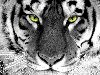 ... почему редкие белые бенгальские тигры обладают таким окрасом.