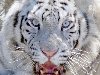 Белые тигры необычны и очень красивы, поэтому они очень популярны среди ...