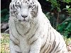 Характерно, что именно из Индии, белый тигр распространился по всему миру, ...