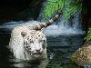 История белых тигров. Чистые альбиносы среди тигров были зарегистрированы ...