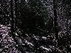 Карпаты - черный лес в горах фото