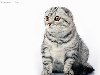 Шотландская вислоухая кошка (скоттиш фолд), породы кошек кошки фото ...