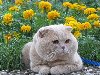 характер шотландской кошки Кошка с давних времен является верным спутником ...