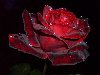 Самые красивые цветы - Рейтинг фотографий ТОП-30