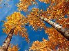Картинка на рабочий стол: Осень - Осеннее небо
