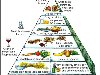 Построение пирамиды[править | править исходный текст]