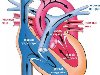 Врожденный порок сердца. Эмбриональное развитие сердца, которое происходит ...