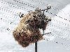 gigantskiegnyozda 6 Маленькие птички – гигантские гнезда