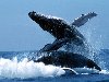 Хотите ВИРТУАЛЬНО ОСМОТРЕТЬ кита во всех подробностях ? ЖМИТЕ СЮДА