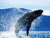 Синий кит - самое большое существо на земле