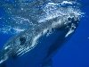 Синий кит – одно из самых больших животных на Земле. Длина его туловища ...