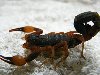 Укусы черного скорпиона в сельской местности занимают первое место в ...