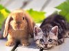 Смешные картинки животных - Выпуск № 9 (Кролики и зайцы)