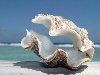 Красивые морские ракушки и их невероятные формы. 4975968__2_ (700x96, 64Kb)