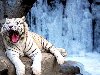 Все белые тигры, содержащиеся сегодня в неволе, происходят от одного общего ...