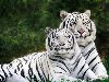 Что по-настоящему интересует специалистов, так это, почему все белые тигры ...