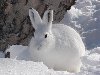 Заяц-беляк в снегу.