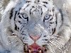 Те белые тигры, которым удалось выжить, находятся сейчас в зоопарках.