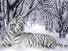Скачать изображение: Белый тигр на снегу, фото, обои для рабочего стола