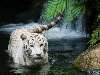 Первый белый тигр появился в Московском зоопарке в мае 2003 года.