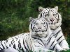 В России белый тигр впервые появился в 2003 году. Пятилетний самец прибыл к ...