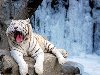 Белый тигр. flickr/floridapfe. Известен случай, когда в Индии были убиты два ...