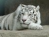 Фото, белый тигр (28-12-2009). Поделиться с друзьями в социальных сетях: