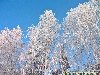 Фотки - Категория: Берёза - Файл: Береза зимой — FloweryVale.ru