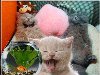 ... Животные. Gifu0026quot; title=u0026quot;Прикольные котята Анимационные блестящие картинки ...