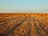 Скошенной кукурузное поле, большие круглые тюки сена, сине-закатного неба.