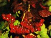 Кусты калины осенью очень декоративны — ярко-красные блестящие сочные плоды ...