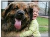 Самые большие собаки в мире (60 фото)