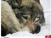 Грустный волк, фото № 53597, снято 23 декабря 2013 г. (c)