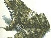 Озерная лягушка Представители земноводных – различные виды лягушек и жаб ...