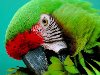 Широкоформатные обои Красивый зеленый попугай, Красивый зеленый попугай ...
