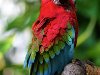 Самые красивые птицы планеты: 4. Красный ара. Царь попугаев. Не смотря на