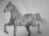 Как нарисовать лошадь поэтапно. Как нарисовать лошадь карандашом