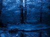 Зимняя ночь в лесу 2048x1152